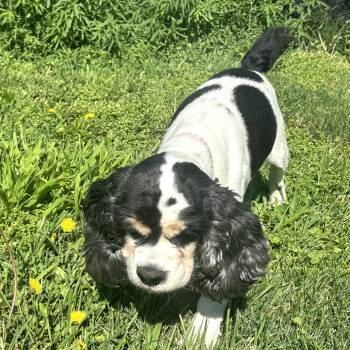 Goldie -  Cocker Spaniel and Cavalier King Charles Spaniel Dog for Adoption in Benton City, Washington - Goldie | PetCurious