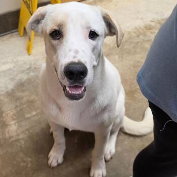 Duke -  Great Pyrenees Dog for Adoption in West Point, Mississippi - Duke | PetCurious