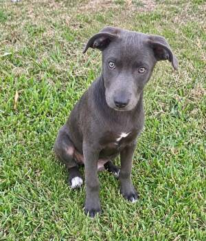 Preacher -  American Bully Dog for Adoption in Glocester, Rhode Island - Preacher | PetCurious