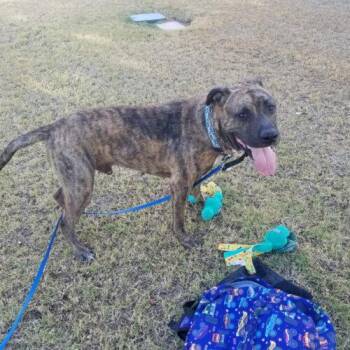Forrest -  Pit Bull Terrier Dog for Adoption in Glendale, Arizona - Forrest | PetCurious