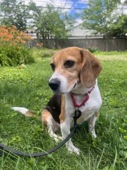 Rainbow -  Beagle Dog for Adoption in Downers Grove, Illinois - Rainbow | PetCurious