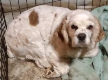 Rescue Cocker Spaniel Dogs for Adoption in Brandon, South Dakota - Nugget | PetCurious