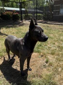 Tsunami (HW+) (HW Treatment Sponsored Q1-26) -  American Staffordshire Terrier and Mixed Breed Dog for Adoption in Conway, South Carolina - Tsunami (HW+) (HW Treatment Sponsored Q1-26) | PetCurious