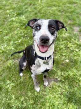 Mixed Breed Dogs Available for Adoption in Roseburg, Oregon - Baloo | PetCurious