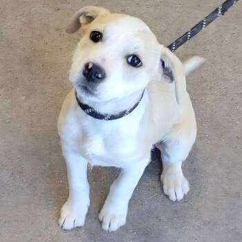 Elaine -  Mixed Breed Dog for Adoption in Las Cruces, New Mexico - Elaine | PetCurious