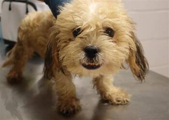 NICHOLAS -  Mixed Breed Dog for Adoption in Columbia, South Carolina - NICHOLAS | PetCurious