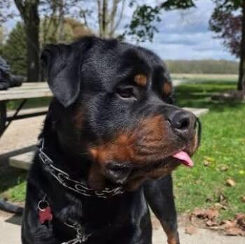 Loki Michigan -  Rottweiler Dog for Adoption in Polk, Ohio - Loki Michigan | PetCurious