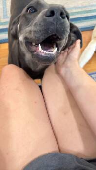 Mandy -  Labrador Retriever and Mixed Breed Dog for Adoption in Orangeburg, South Carolina - Mandy | PetCurious