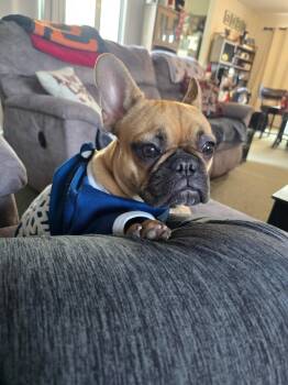 French Bulldog Dogs Available for Adoption in Dallas, Texas - Lola | PetCurious