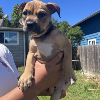 Meatball -  American Bulldog and Pit Bull Terrier Dog for Adoption in Bellingham, Washington - Meatball | PetCurious
