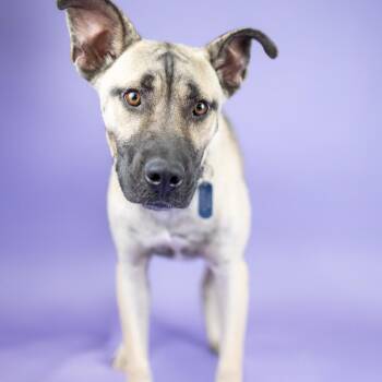 Wheat -  Mixed Breed Dog for Adoption in Portland, Oregon - Wheat | PetCurious