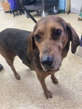 Rescue Bloodhound and Mixed Breed Dogs for Adoption in Houston, Texas - Polar Bear | PetCurious