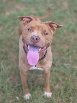 Rescue American Staffordshire Terrier Dogs for Adoption in York, South Carolina - GAMORA | PetCurious