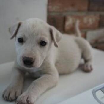 Mixed Breed Dogs Available for Adoption in Bellingham, Washington - Eggs Benny | PetCurious