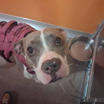 Nova -  Pit Bull Terrier Dog for Adoption in Murray, Utah - Nova | PetCurious