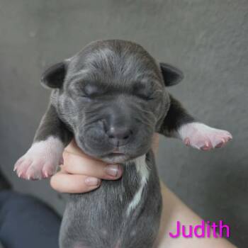 Judith -  Mixed Breed Dog for Adoption in Melbourne, Kentucky - Judith | PetCurious