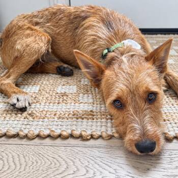 Toby (Benefactor Dog) -  Wirehaired Terrier Dog for Adoption in New Orleans, Louisiana - Toby (Benefactor Dog) | PetCurious