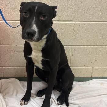 Mixed Breed Dogs Available for Adoption in Memphis, Tennessee - Mercury | PetCurious