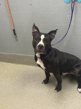 Rescue Pit Bull Terrier Dogs for Adoption in Las Vegas, Nevada - PAWN | PetCurious