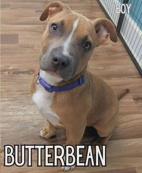 American Bully Dogs Available for Adoption in Glocester, Rhode Island - Butterbean | PetCurious