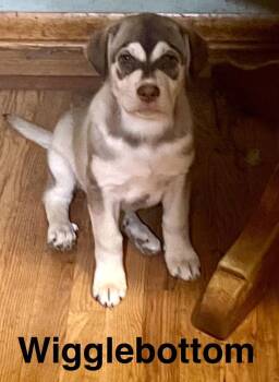 Husky and Labrador Retriever Dogs Available for Adoption - Wigglebottom | PetCurious