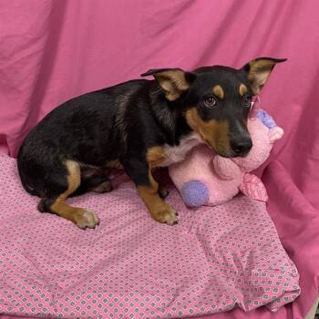 A614020 -  Cardigan Welsh Corgi and Mixed Breed Dog for Adoption in Modesto, California - A614020 | PetCurious