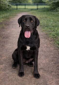 Labrador Retriever Dogs Available for Adoption in Lafayette, Louisiana - Black Berry | PetCurious