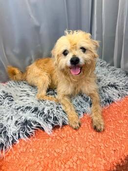 Cavapoo and Terrier Dogs Available for Adoption - Cake | PetCurious