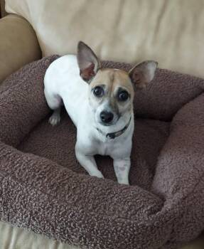 Dedee -  Jack Russell Terrier and Chihuahua Dog for Adoption in Oakland, California - Dedee | PetCurious