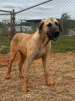 Lita -  Great Dane Dog for Adoption in Munfordville, Kentucky - Lita | PetCurious