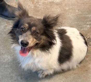 Maggie -  Cardigan Welsh Corgi and Mixed Breed Dog for Adoption in Bowling Green, Kentucky - Maggie | PetCurious