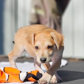 Labrador Retriever Dogs Available for Adoption - Kia | PetCurious