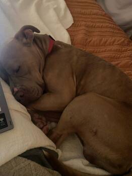 Rescue Pit Bull Terrier Dogs for Adoption in Greenville, South Carolina - Denny | PetCurious