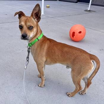 Manny -  Mixed Breed Dog for Adoption in Hailey, Idaho - Manny | PetCurious