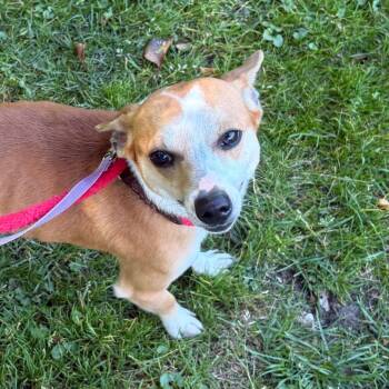 Solo -  Mixed Breed Dog for Adoption in Wantagh, New York - Solo | PetCurious