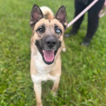 German Shepherd Dog and Husky Dogs Available for Adoption in York, Pennsylvania - Blue | PetCurious