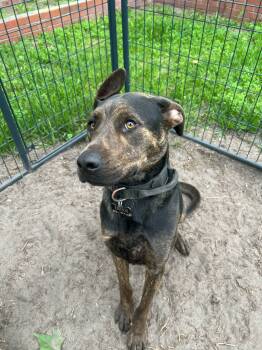 Rescue Hound and Pit Bull Terrier Dogs for Adoption in Holly Springs, North Carolina - Kratos | PetCurious