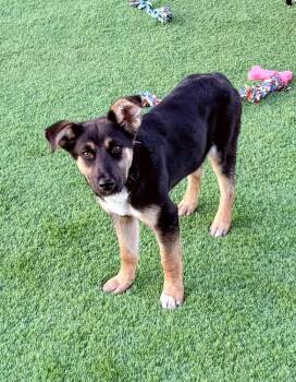 Shepherd and Mixed Breed Dogs Available for Adoption in Evergreen, Colorado - Phinney | PetCurious