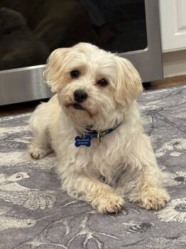 Mari -  Havanese Dog for Adoption in Mahwah, New Jersey - Mari | PetCurious