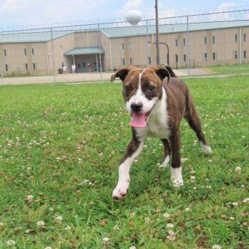 Kettle -  Pit Bull Terrier and Rottweiler Dog for Adoption in Jackson, Missouri - Kettle | PetCurious