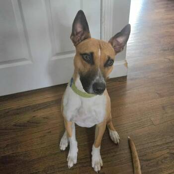 Rescue Labrador Retriever and Terrier Dogs for Adoption in West Haven, Connecticut - Jack | PetCurious