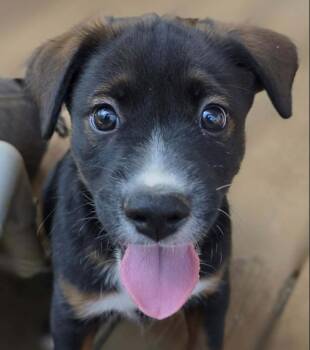 Bravo (PUPPY) -  German Shepherd Dog Dog for Adoption in Greeneville, Tennessee - Bravo (PUPPY) | PetCurious