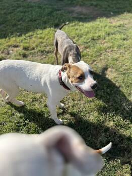 Rescue American Bulldog and English Foxhound Dogs for Adoption in Williamston, South Carolina - Petey Bubba | PetCurious