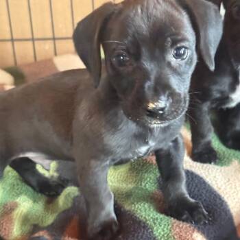 Dachshund Dogs Available for Adoption - Tiny Tina | PetCurious