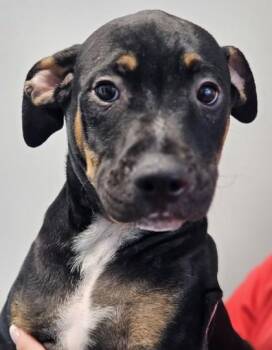 Leo FKA Dog 1 -  Mixed Breed Dog for Adoption in West Chester, Pennsylvania - Leo FKA Dog 1 | PetCurious