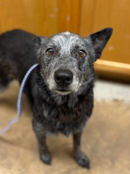 Australian Cattle Dog Blue Heeler and Mixed Breed Dogs Available for Adoption in Lockhart, Texas - MiMi | PetCurious