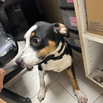 Stormy -  Mixed Breed Dog for Adoption in Lufkin, Texas - Stormy | PetCurious