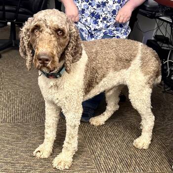 Standard Poodle Dogs Available for Adoption in Sequatchie, Tennessee - Dexter -s | PetCurious