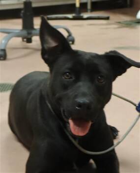 Mixed Breed Dogs Available for Adoption in Columbia, South Carolina - TILLOW | PetCurious
