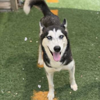 Icee -  Husky Dog for Adoption in Abbotsford, British Columbia - Icee | PetCurious